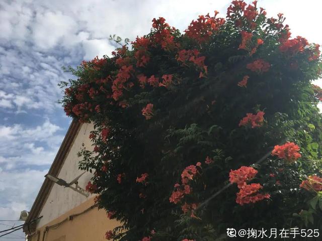 7种超强繁育能力爬墙花，门口种一棵，墙上全是花