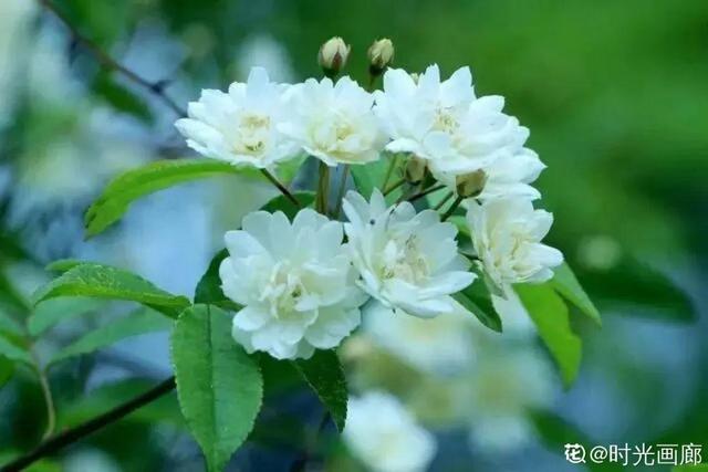7种超强繁育能力爬墙花，门口种一棵，墙上全是花