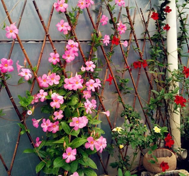 飘香藤花期落花苞，养护别犯3个错，花期更长，每次都爆盆