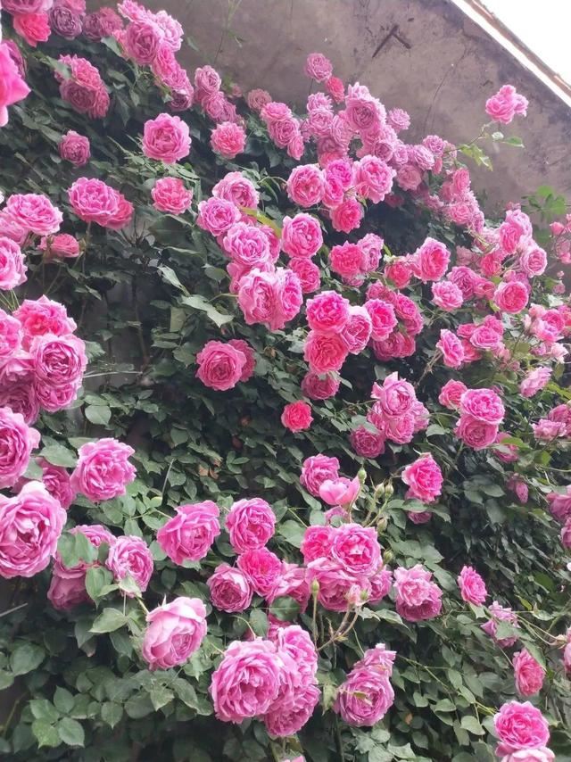 7种超强繁育能力爬墙花，门口种一棵，墙上全是花