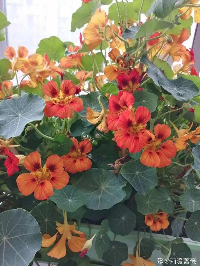7种超强繁育能力爬墙花，门口种一棵，墙上全是花