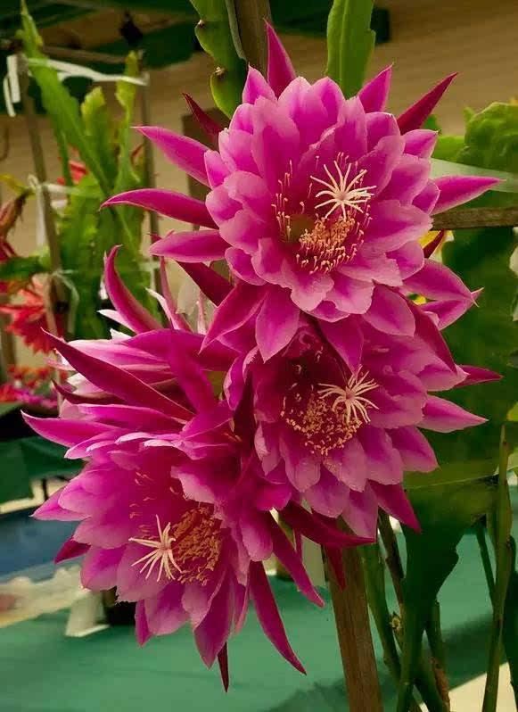 “形如虎堂令箭，繁花俏艳似莲”——令箭荷花的栽培管理要点