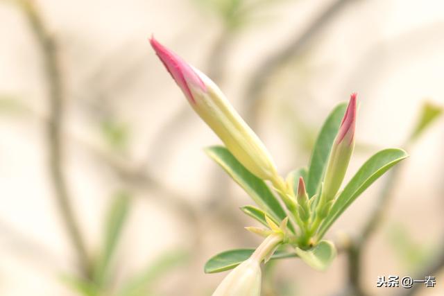 沙漠玫瑰萎蔫不开花？只要学会这种繁殖方法，花色美叶片亮
