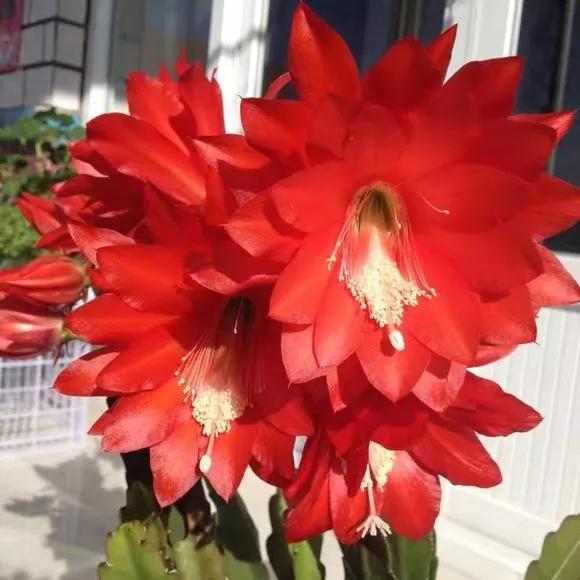 “形如虎堂令箭，繁花俏艳似莲”——令箭荷花的栽培管理要点