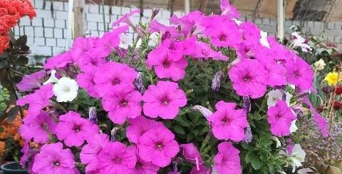 1种“牵牛花”，一开花就是花球，简单一打理，四季花开不间断