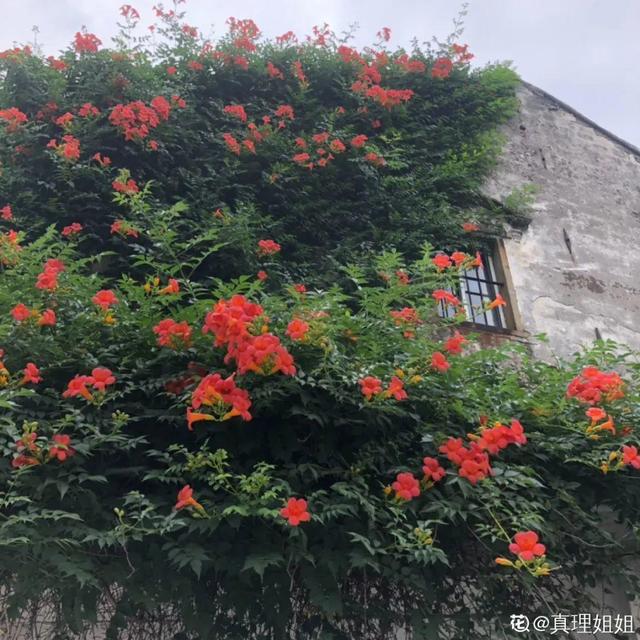 7种超强繁育能力爬墙花，门口种一棵，墙上全是花
