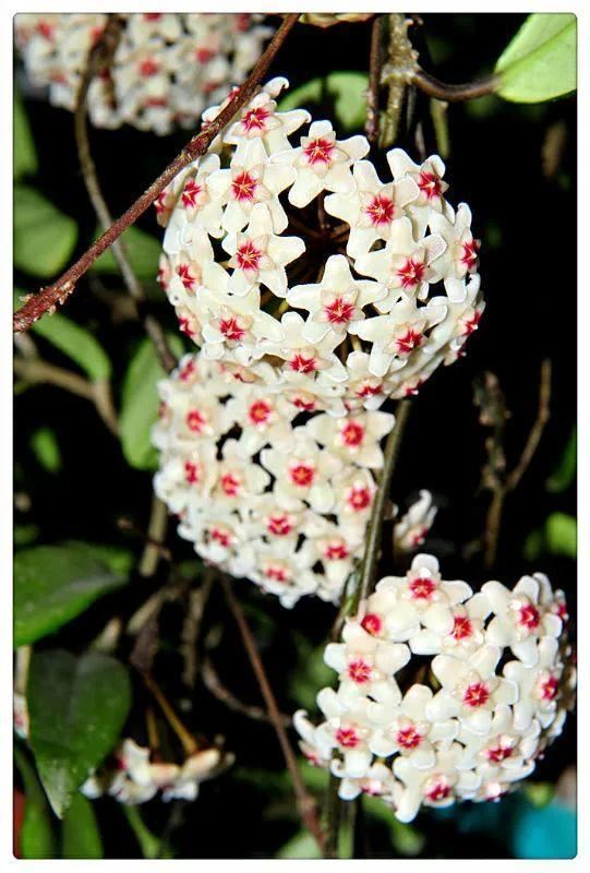 7种超强繁育能力爬墙花，门口种一棵，墙上全是花