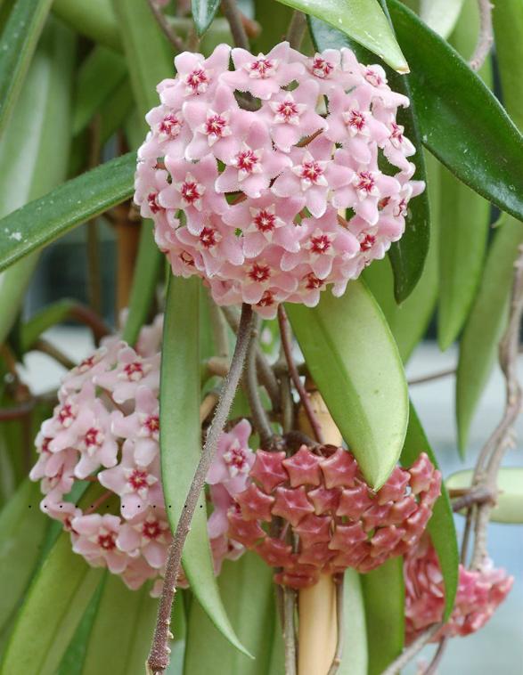 7种超强繁育能力爬墙花，门口种一棵，墙上全是花