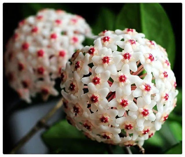 7种超强繁育能力爬墙花，门口种一棵，墙上全是花