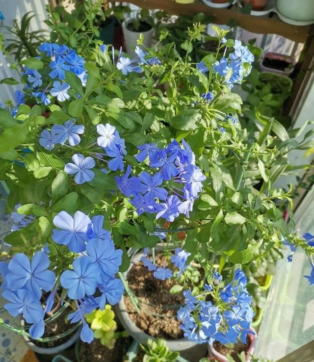 7种超强繁育能力爬墙花，门口种一棵，墙上全是花