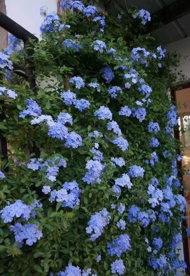7种超强繁育能力爬墙花，门口种一棵，墙上全是花