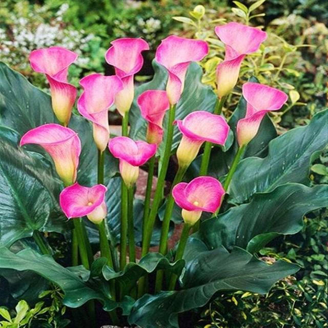 马蹄莲花形奇特,宛如马蹄,做好这几点,花开多又美 马蹄莲花形奇特,宛如马蹄,做好这几点,花开多又美