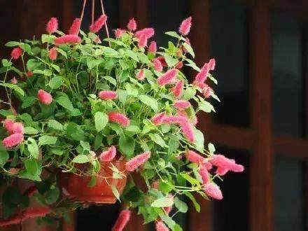 猫尾红、花形奇特，养殖掌握“四要点”，庭院开满“猫尾巴”