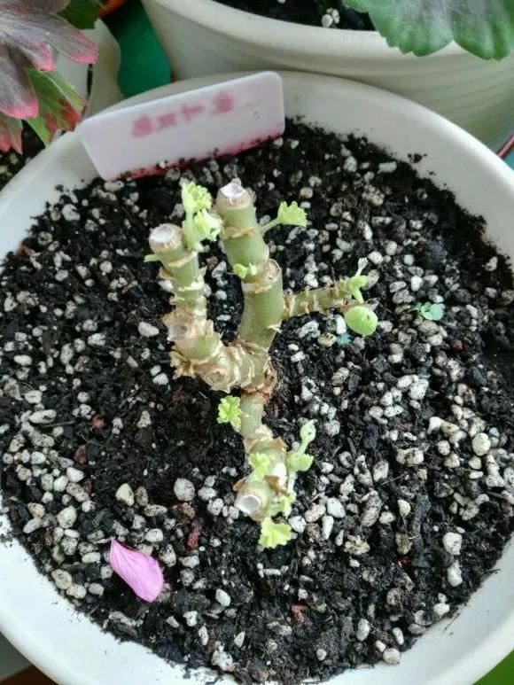 4种老桩别去买，越老越不爱开花，一不留神变成木疙瘩