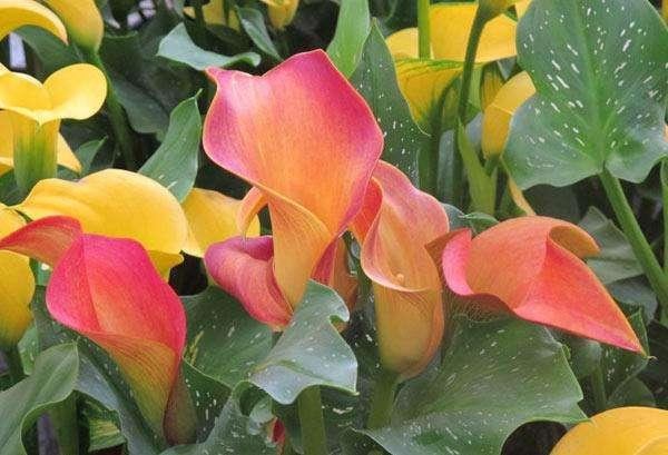 马蹄莲花形奇特,宛如马蹄,做好这几点,花开多又美 马蹄莲花形奇特,宛如马蹄,做好这几点,花开多又美