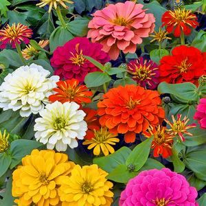 这花喜欢阳光，撒几粒种子在大花盆里，夏天开爆盆
