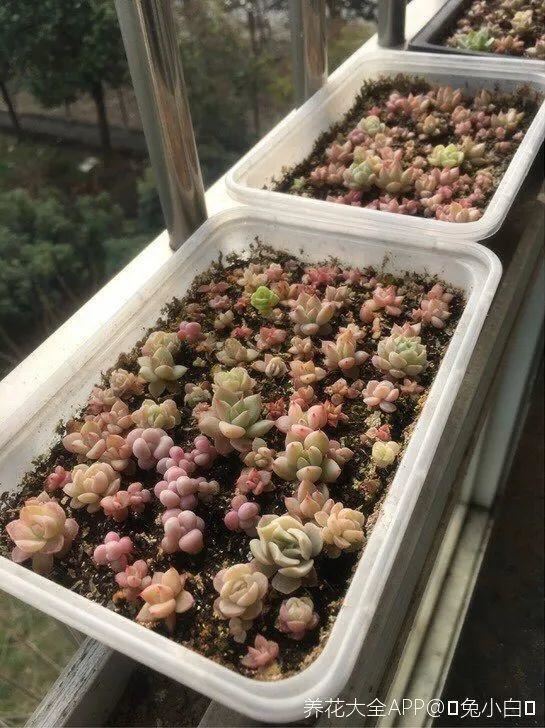 天竺葵这样剪，蹭蹭长侧枝，每年春天开成大花球