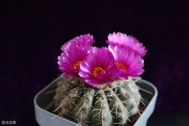 仙人球一开花半年以上，满盆都是花，真好看