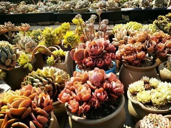 花儿还在买？摘点叶片“摆一摆”，收获50盆，买花钱省了