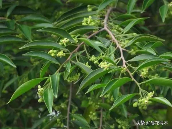 七里香、九里香、十里香、千里香、万里香等，究竟是不是同一种？