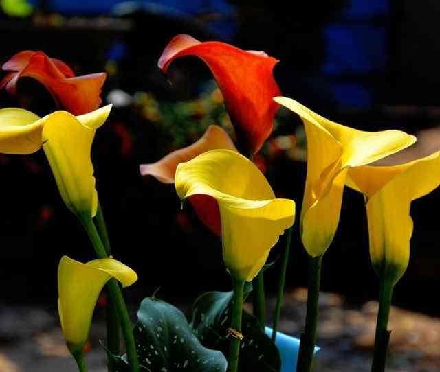 马蹄莲花形奇特,宛如马蹄,做好这几点,花开多又美 马蹄莲花形奇特,宛如马蹄,做好这几点,花开多又美