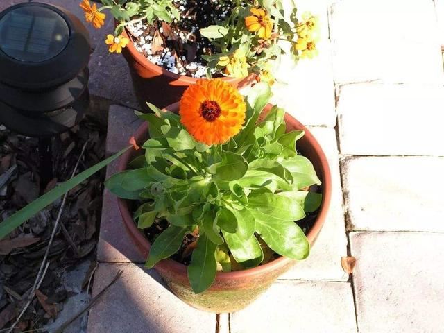 金盏菊:主人，我也不想提前落花，实在是因为您不了解我