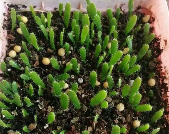 天竺葵这样剪，蹭蹭长侧枝，每年春天开成大花球