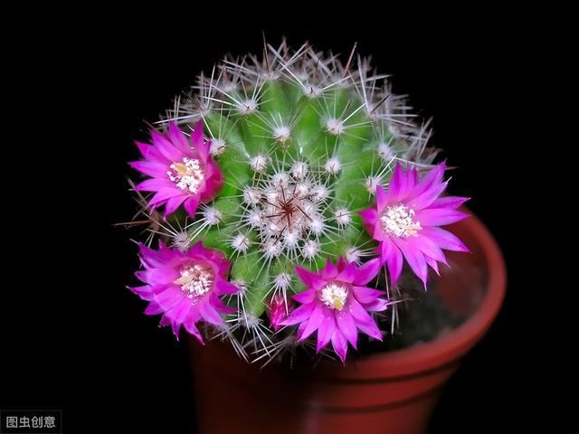 仙人球一开花半年以上，满盆都是花，真好看