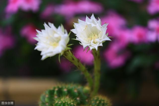 仙人球一开花半年以上，满盆都是花，真好看