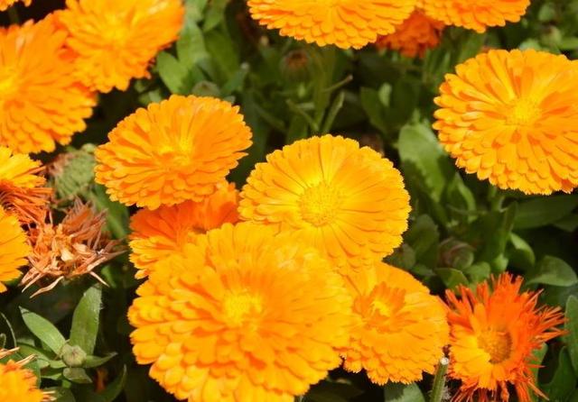 金盏菊:主人，我也不想提前落花，实在是因为您不了解我