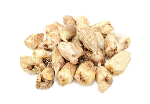 盆栽小苍兰茎秆倒伏不开花?学会球茎分株繁殖,花多香郁 盆栽小苍兰茎秆倒伏不开花?学会球茎分株繁殖,花多香郁