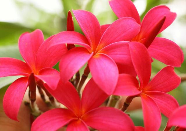 红鸡蛋花真好看，一开花到处都是花