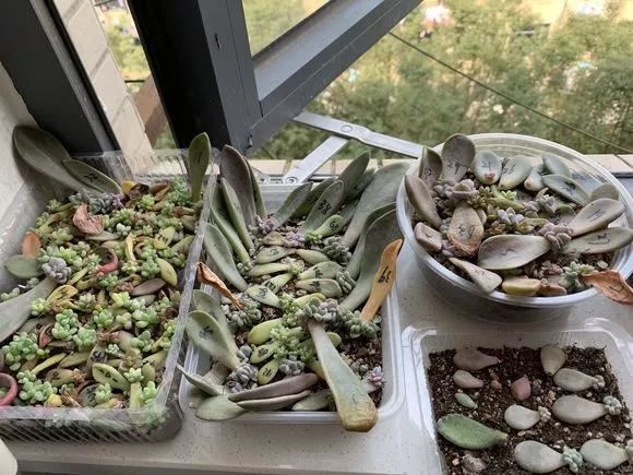 花儿还在买？摘点叶片“摆一摆”，收获50盆，买花钱省了