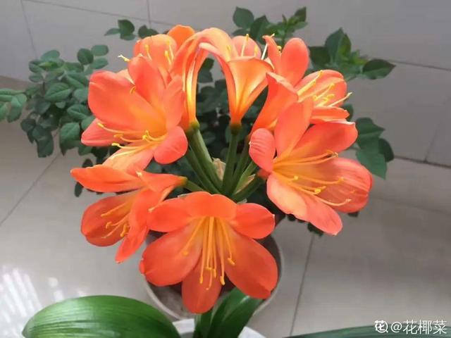 天竺葵这样剪，蹭蹭长侧枝，每年春天开成大花球