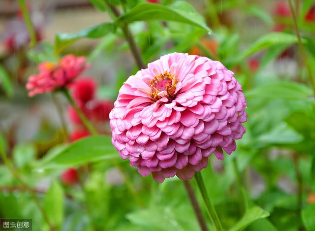 现在种上百日菊，夏天开花不停