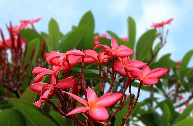 红鸡蛋花真好看，一开花到处都是花