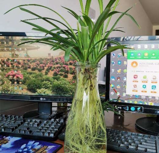 扦插最好活的花，枝条沾土就生根，不出俩月准爆盆