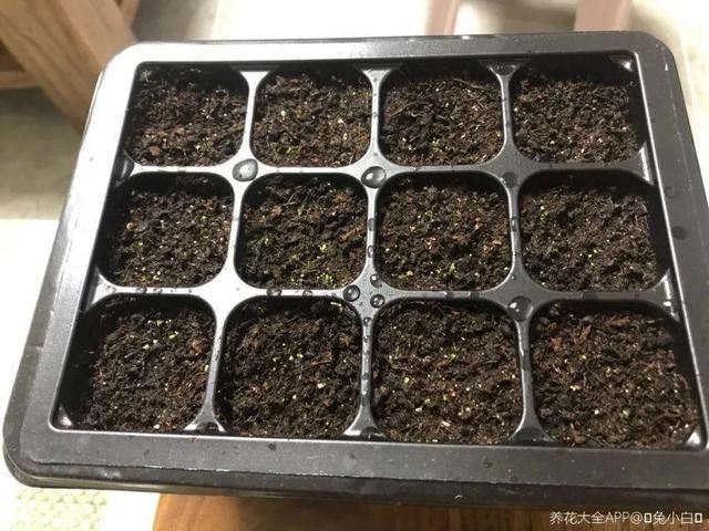 天竺葵这样剪，蹭蹭长侧枝，每年春天开成大花球
