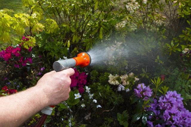 蓝色妖姬鸢尾花，分株繁殖后做好这5点，当年花香色艳美美哒