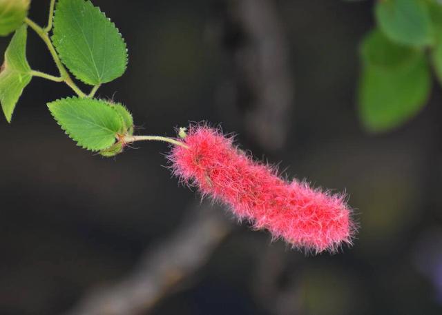 猫尾红、花形奇特，养殖掌握“四要点”，庭院开满“猫尾巴”