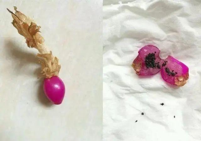 天竺葵这样剪，蹭蹭长侧枝，每年春天开成大花球