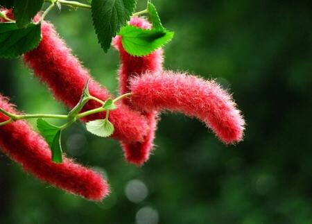 猫尾红、花形奇特，养殖掌握“四要点”，庭院开满“猫尾巴”