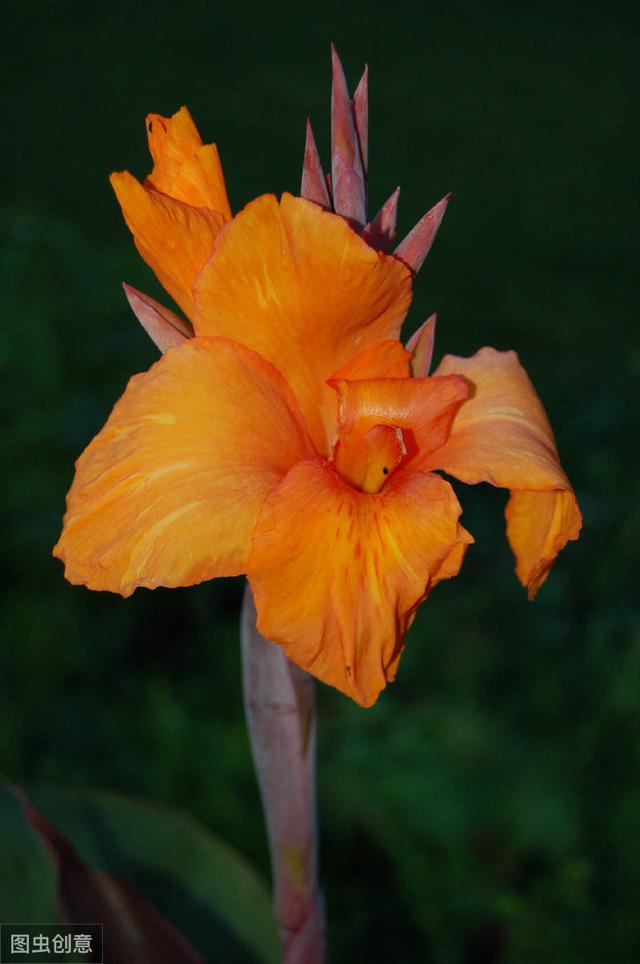 美人蕉开花爆盆，花色鲜艳，真好看