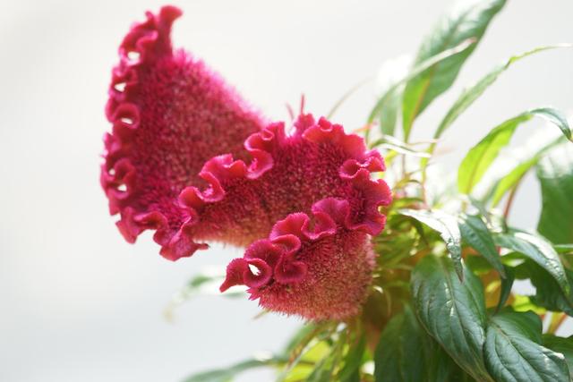 春天播种趁现在！这五种花，不仅好栽好养，而且花开美艳漂亮