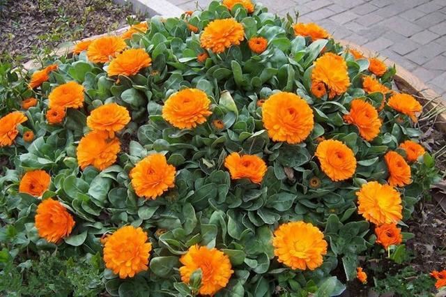 金盏菊:主人，我也不想提前落花，实在是因为您不了解我