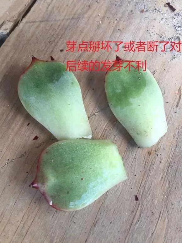 花儿还在买？摘点叶片“摆一摆”，收获50盆，买花钱省了