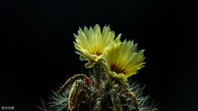 仙人球一开花半年以上，满盆都是花，真好看