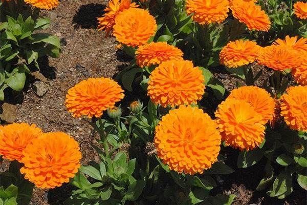 金盏菊:主人，我也不想提前落花，实在是因为您不了解我