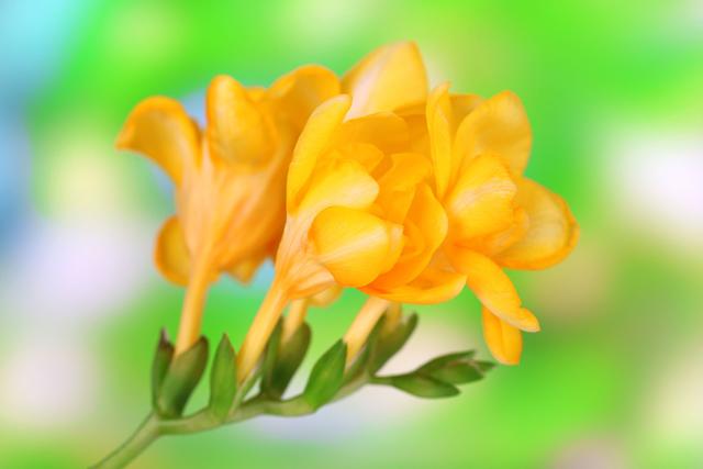 盆栽小苍兰茎秆倒伏不开花?学会球茎分株繁殖,花多香郁 盆栽小苍兰茎秆倒伏不开花?学会球茎分株繁殖,花多香郁