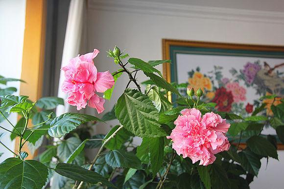 养花出现这种枝，赶紧剪掉，开花翻2倍